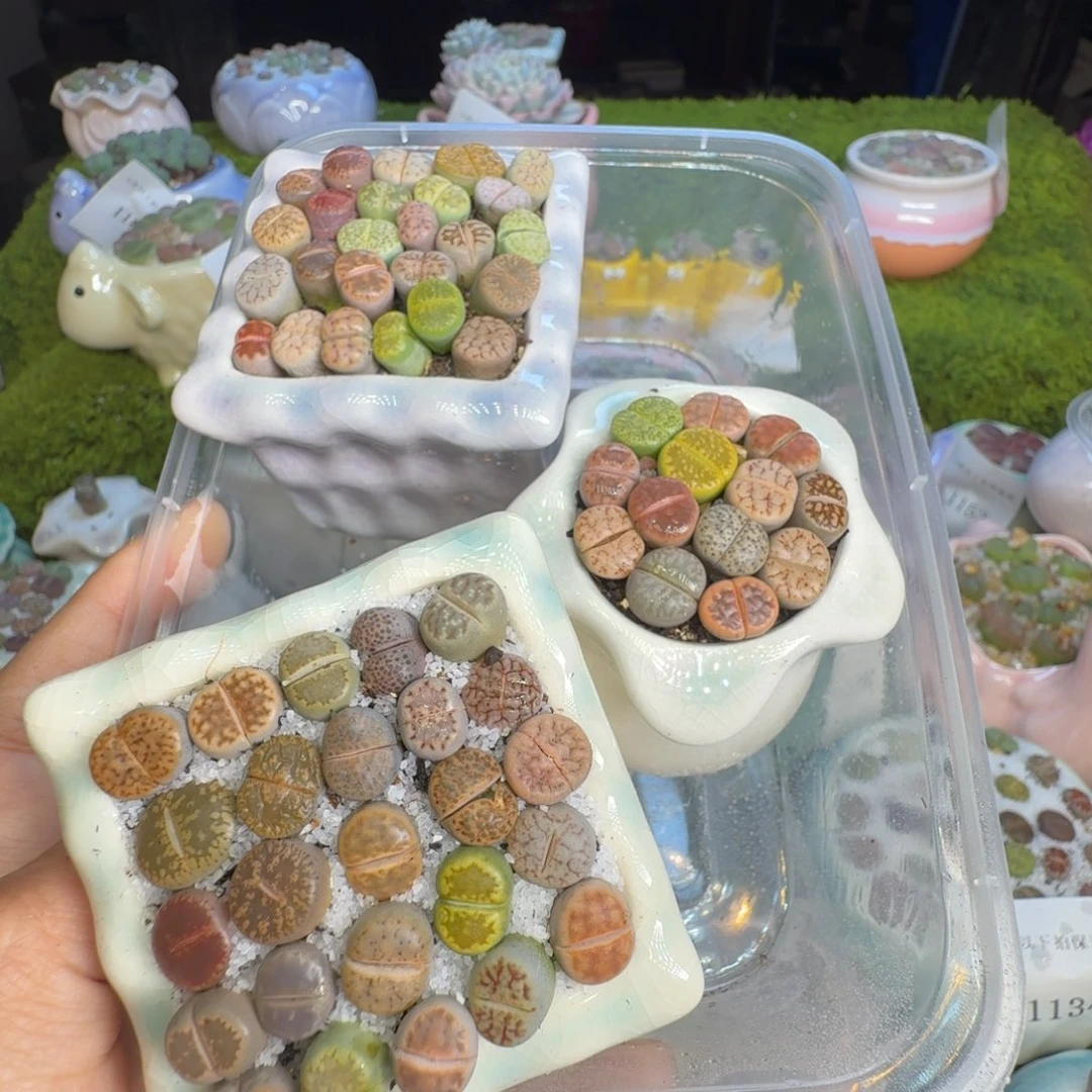 海***鱼多肉植物和植物1244