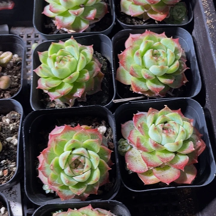 女王珍妮带哦土发货