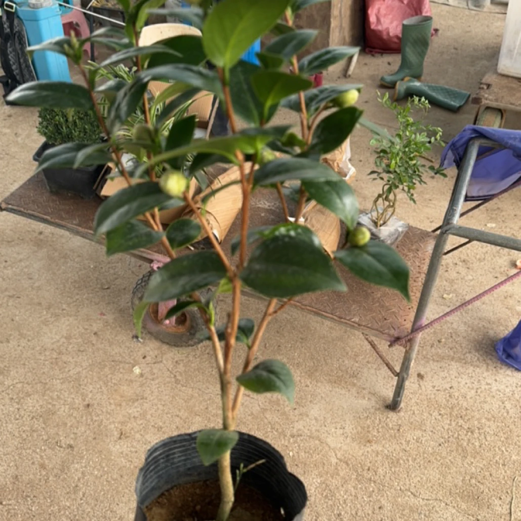 名品十八学士茶花/10年老苗/开多色花越养越值/见干见湿不积水