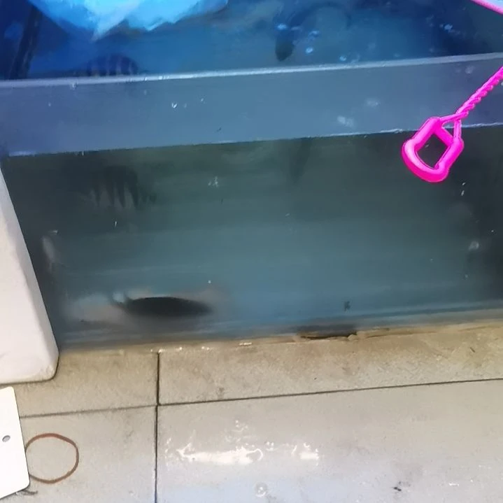 海水鱼直播间自选铅笔