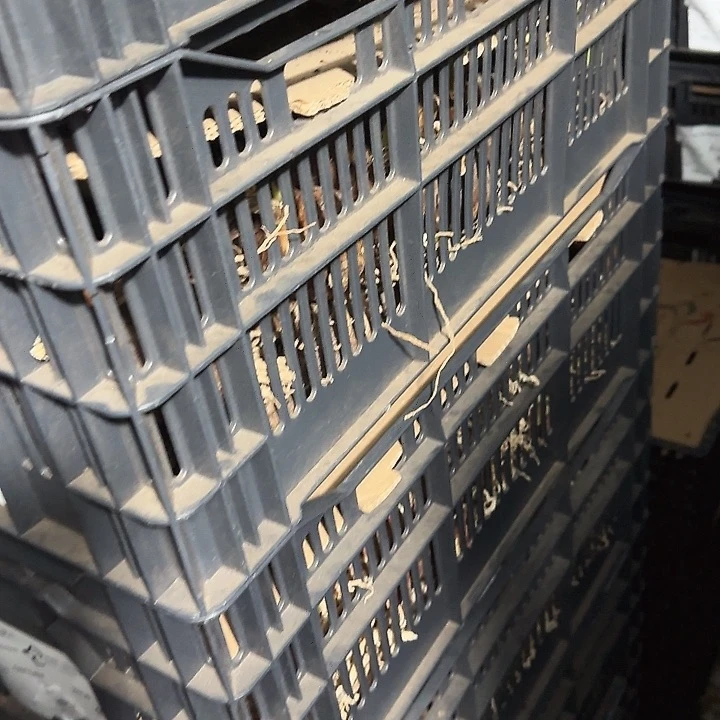 5.5公分瑞贝卡进口球福利