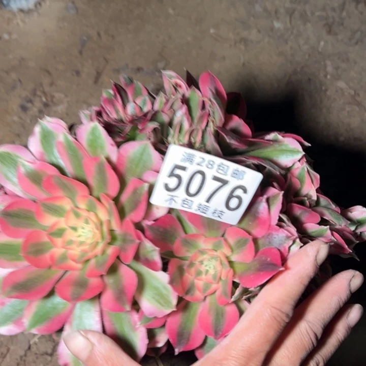 女郎多肉植物法师5076