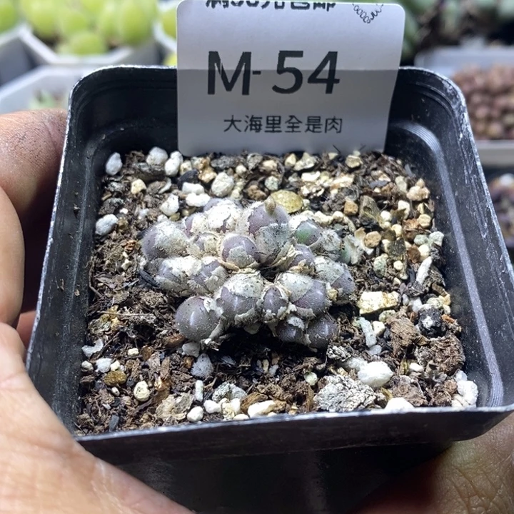 土***·5666566696999999999