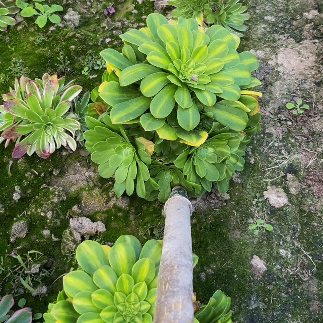 翡翠琉璃多肉植物捧花的