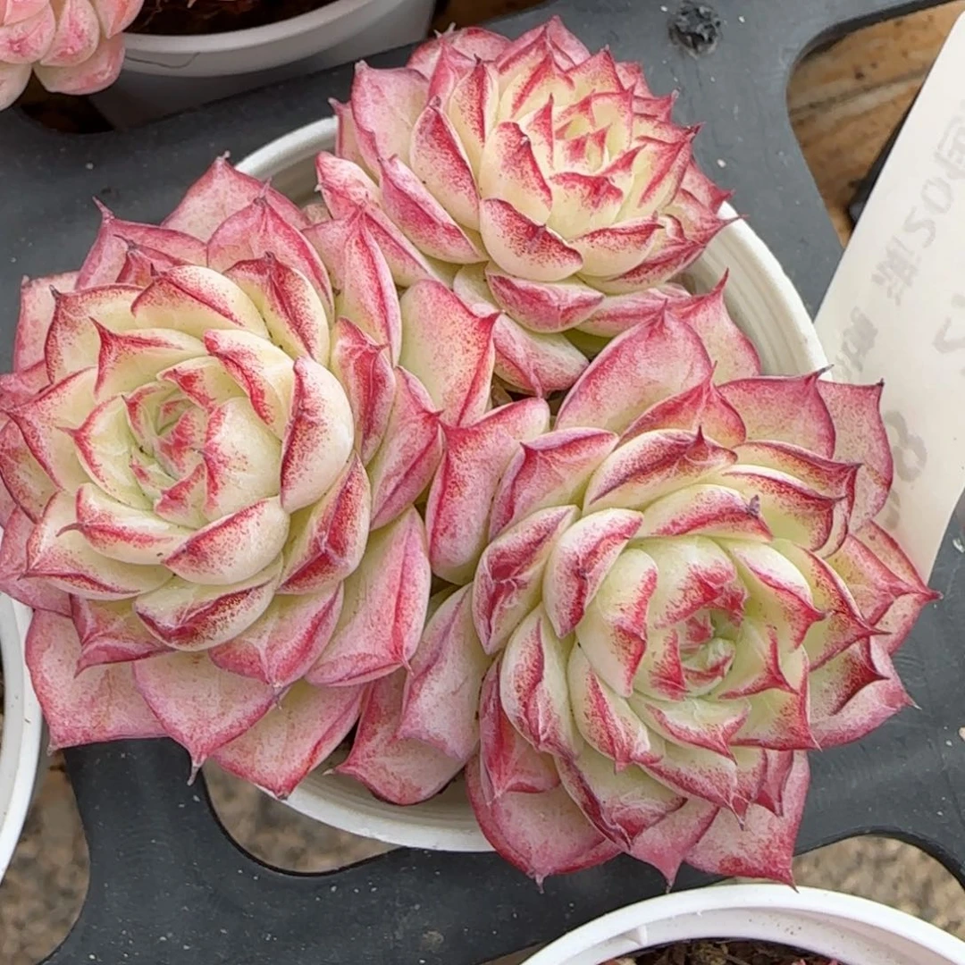 花语逸镜0219-638