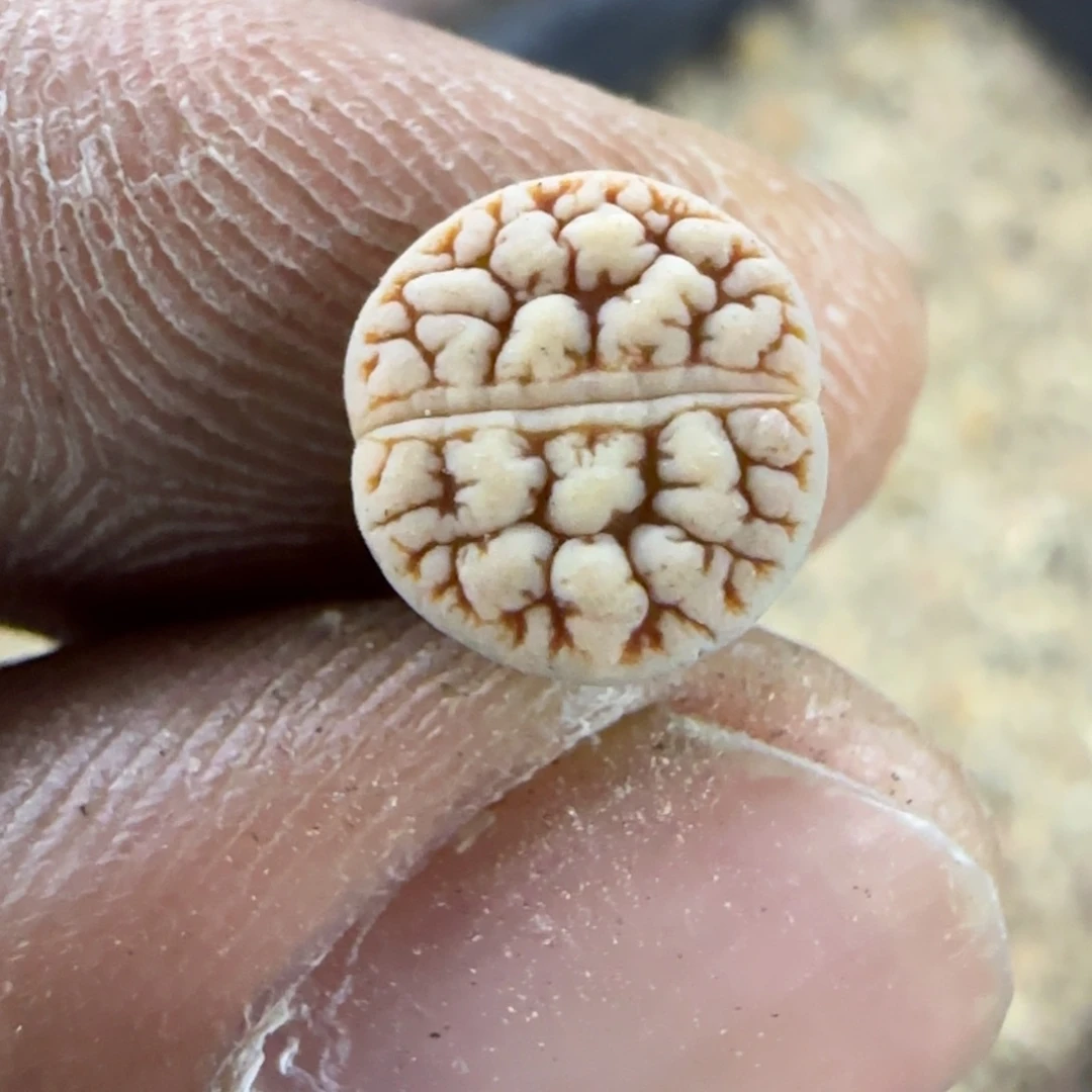467 生石花大棚直播