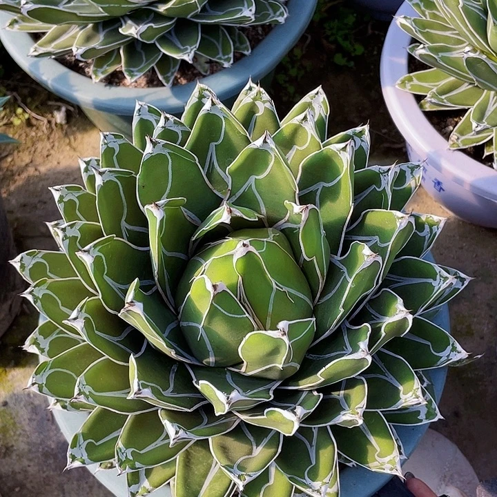 文***歌完全开放屉之雪裸根发货23cm