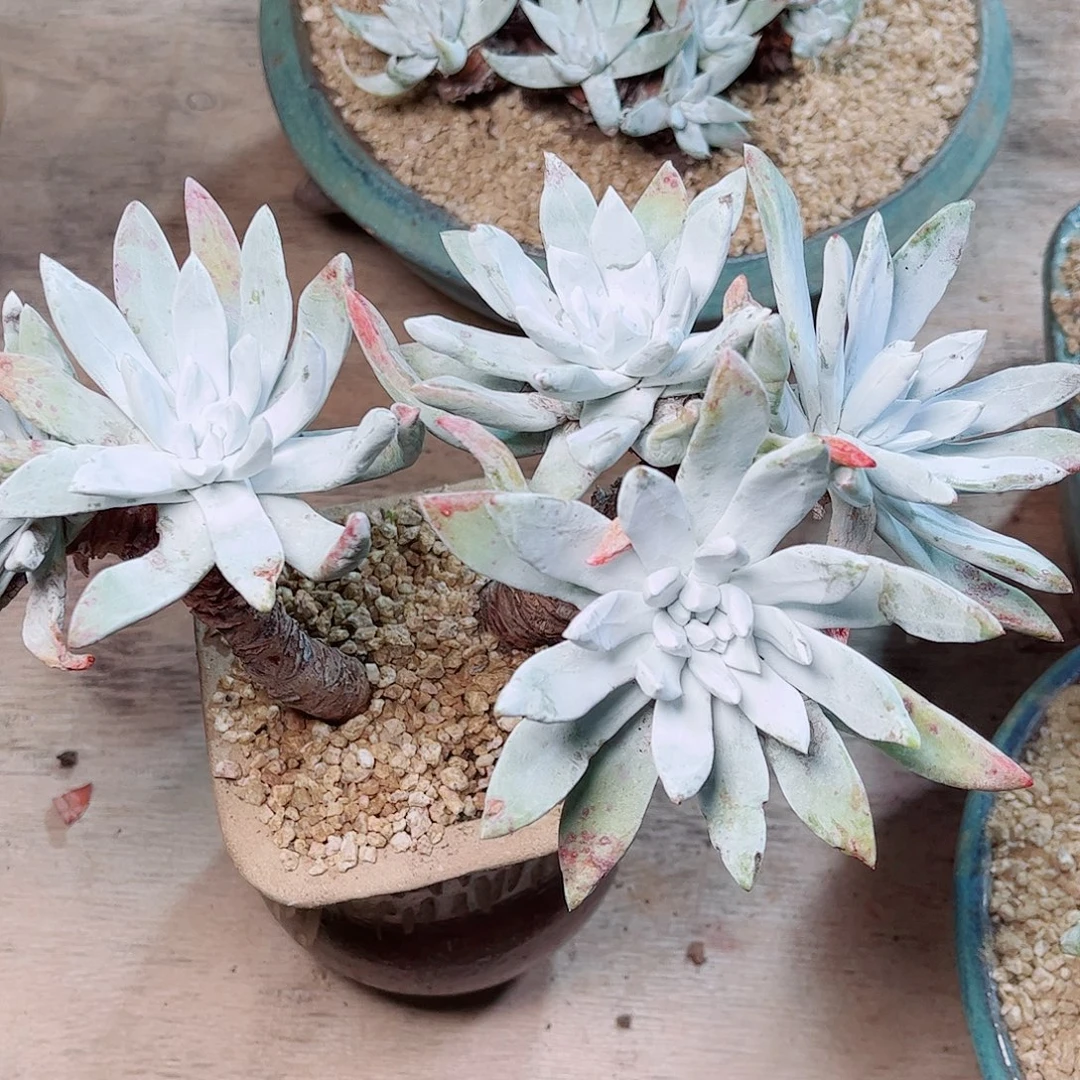 1280除霜苹果叶多肉