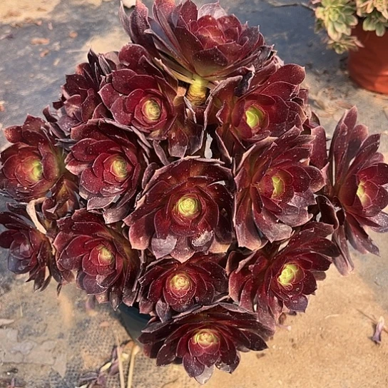 多肉植物赤焰莲34