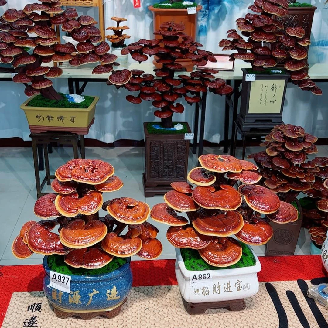 无花朵灵芝盆景111111