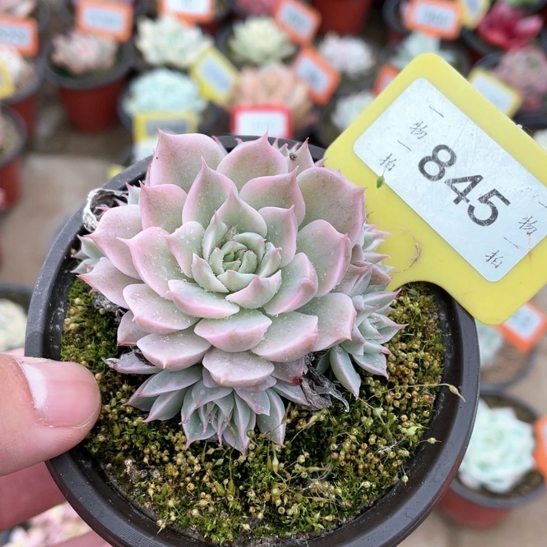 【闪购商品】845号