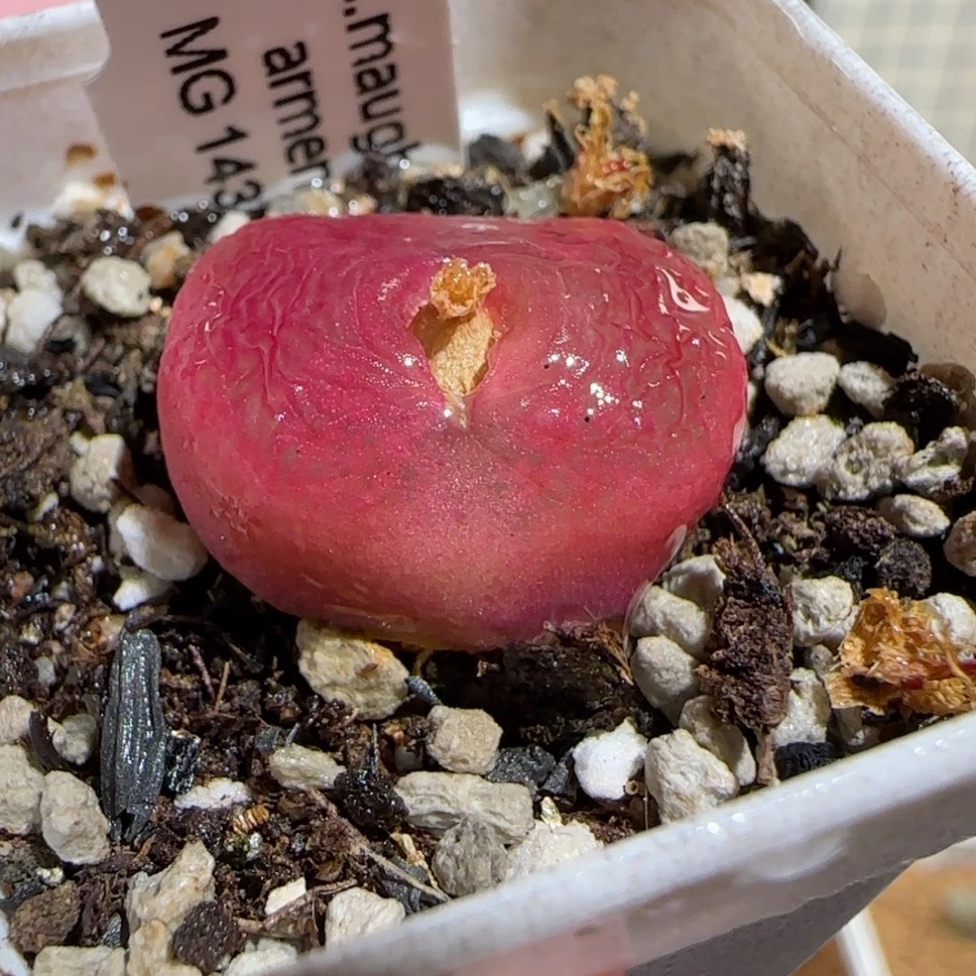 肉锥多肉植物组合-1430.5水蜜桃215