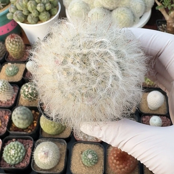 阿***敏白云高莎仙人球123