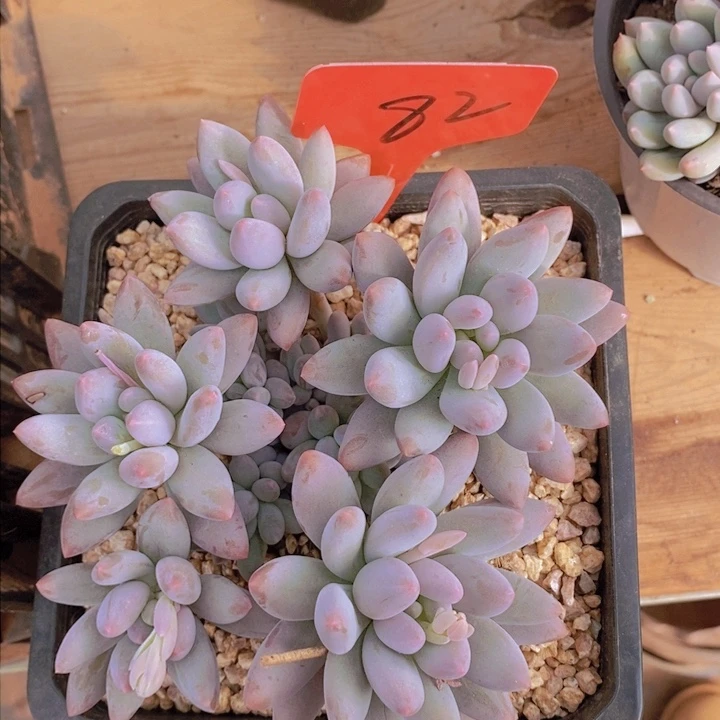 你也别来啊这也忒