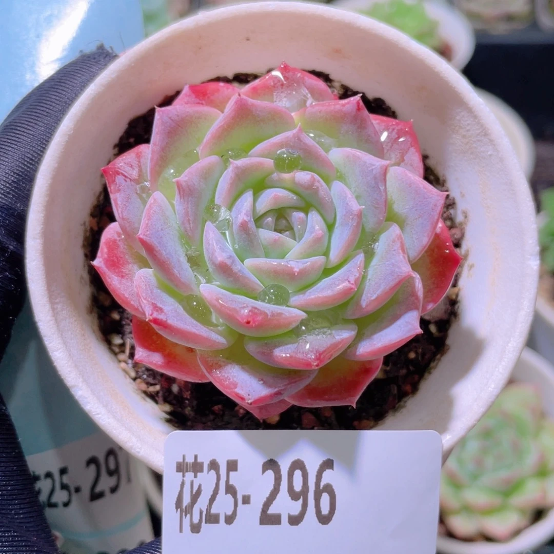 花利美25-296纯爱