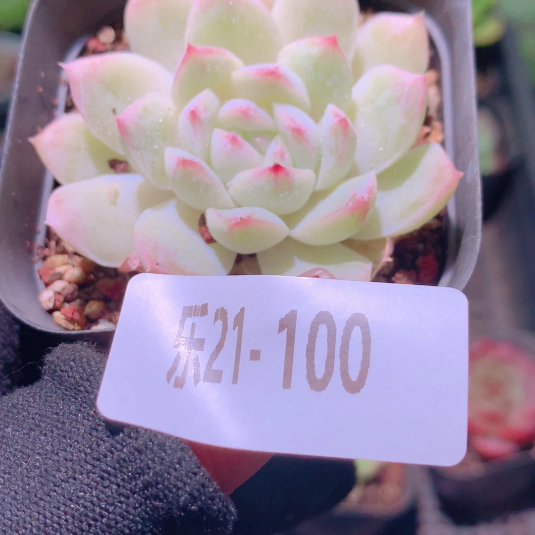 乐然21-100 白雪单头