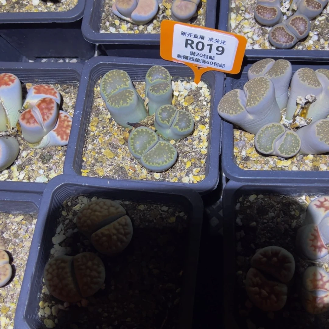 019 一物一拍，默认有伤，介意勿拍，不退不换