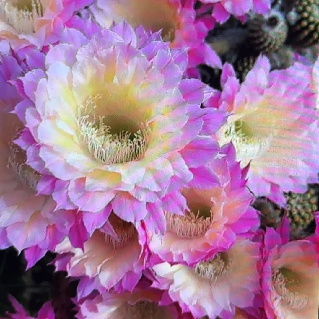 马丙彩侧牙20包邮10