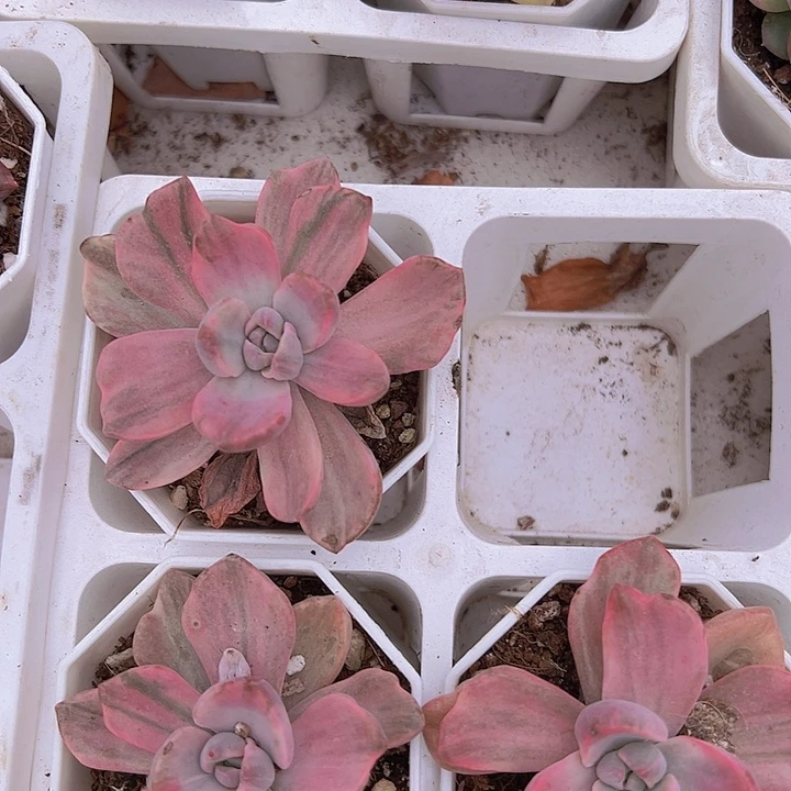 彩虹糖锦19包邮多肉植物