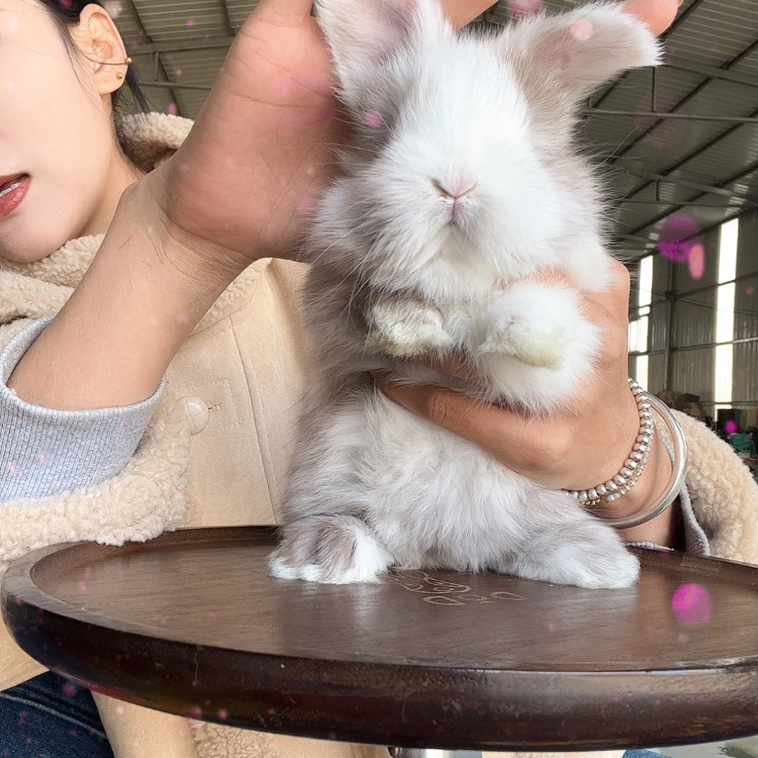 网红安哥拉兔小花妹妹