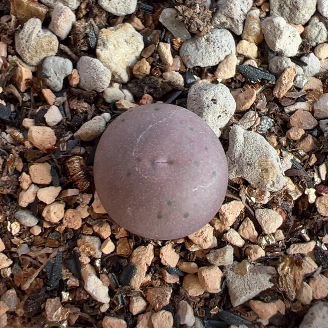 超级v嘴小苗多肉