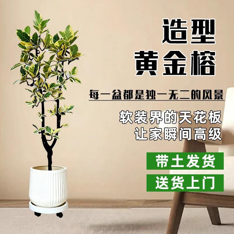 黄金榕绿植盆栽室内阳台桌面养护简单净化空气观叶植物