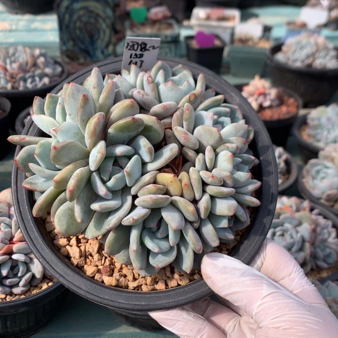 【闪购商品】哈哈哈哈