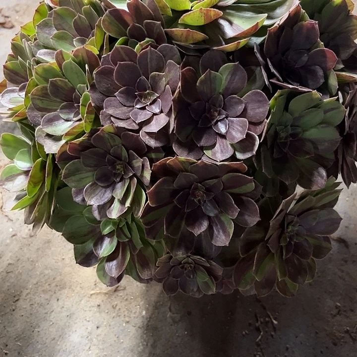 多肉植物花月夜锦……