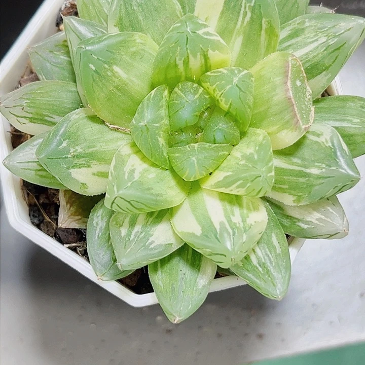 特价玉露花火锦多肉植物66666