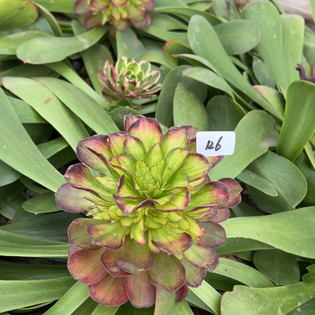 遇***己126锦鲤嫁接多肉嘻嘻嘻