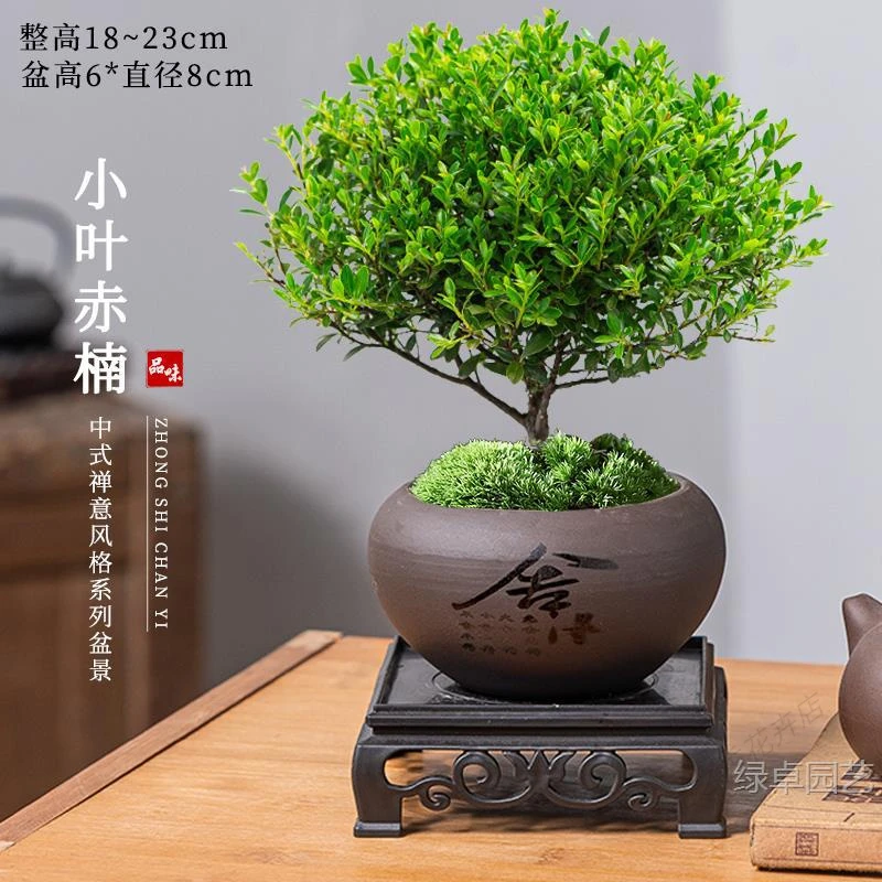 进口小叶赤楠精致老桩盆栽小型室内桌面四季易养迷你花卉植物新中