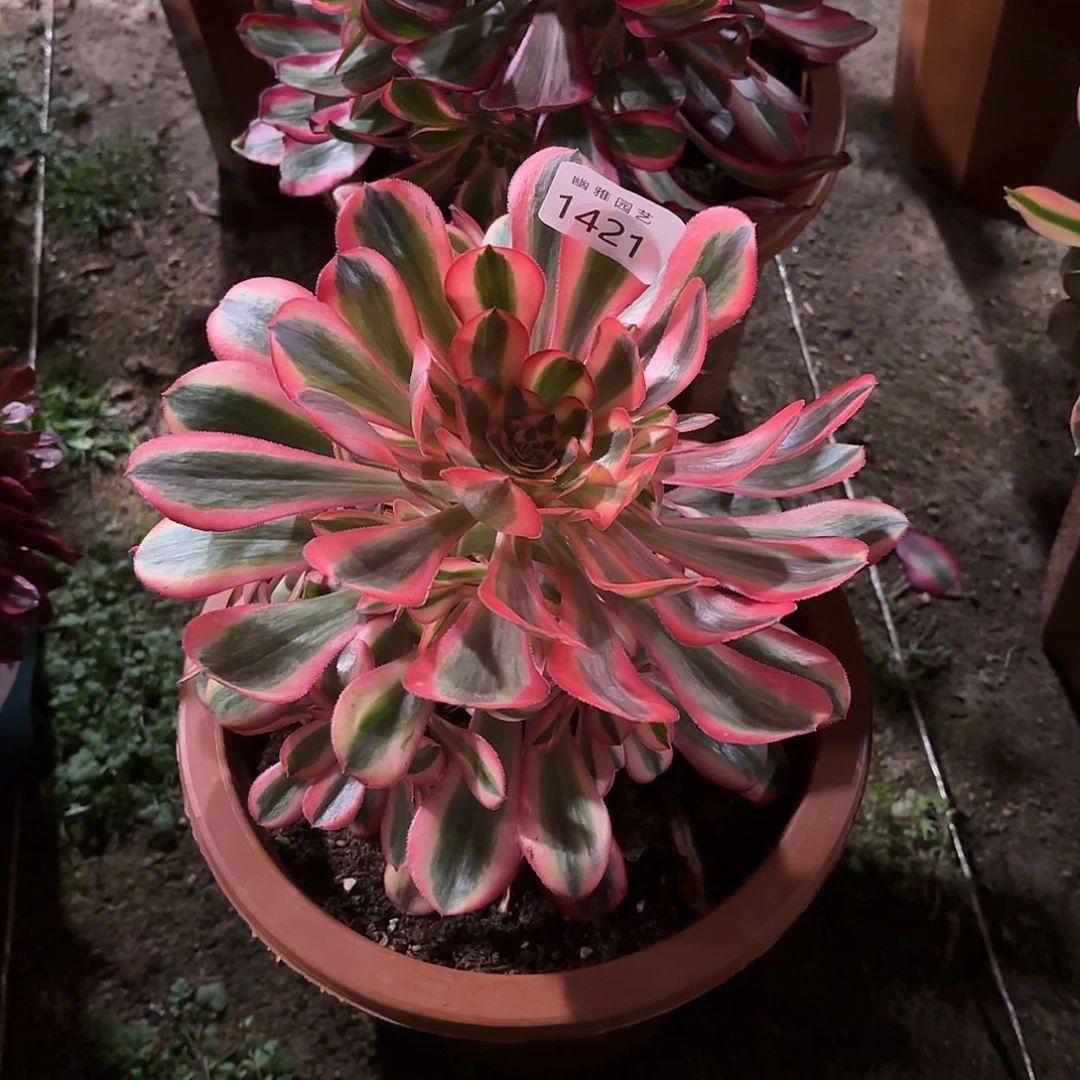 多肉法师粉体香奈儿1421