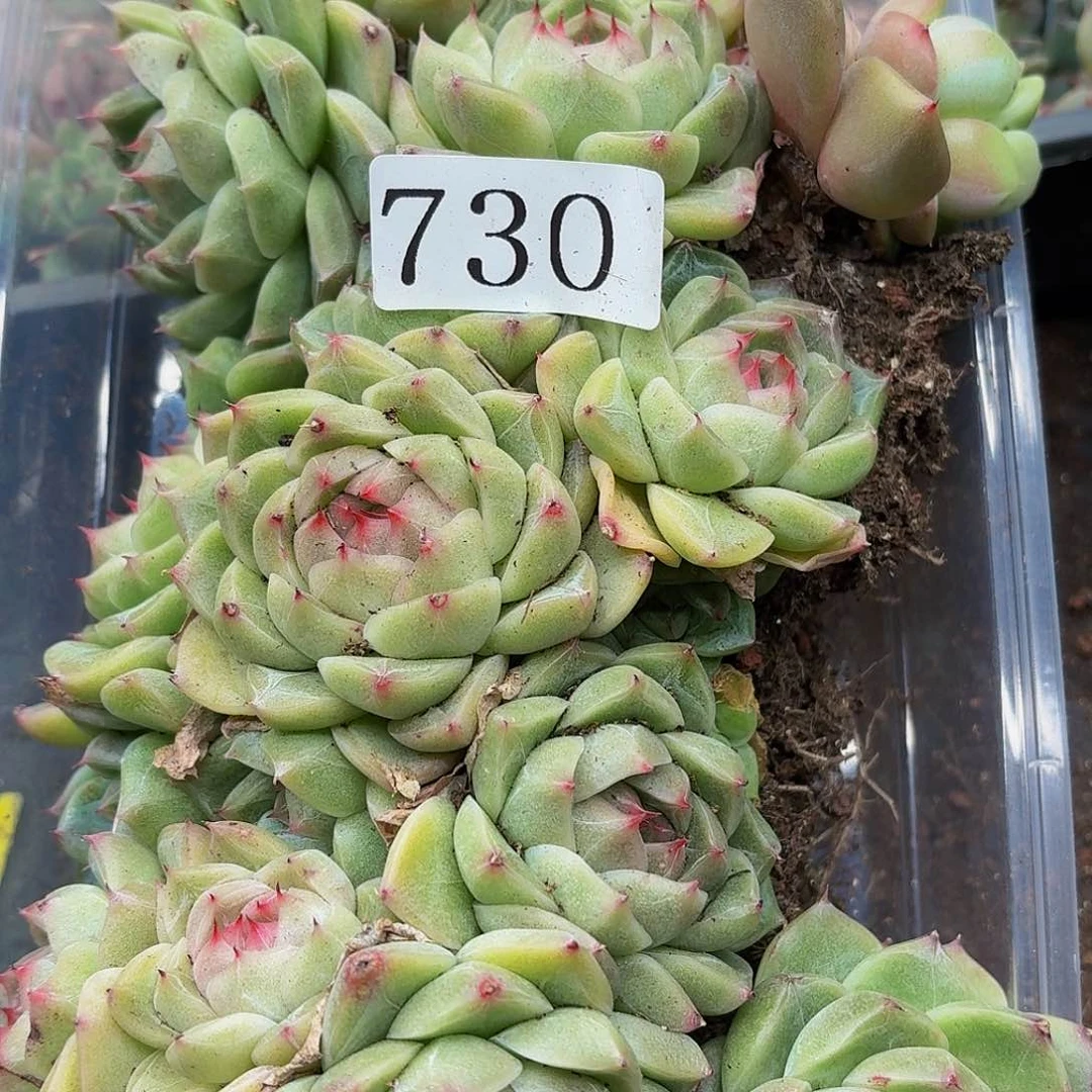 多肉植物多肉植物730