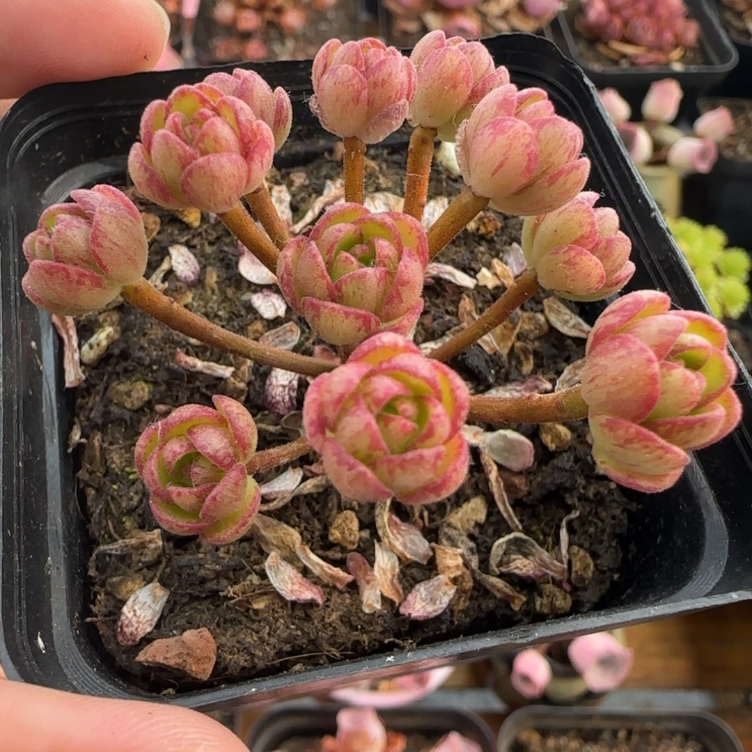 L318半城玫瑰彩画橄榄