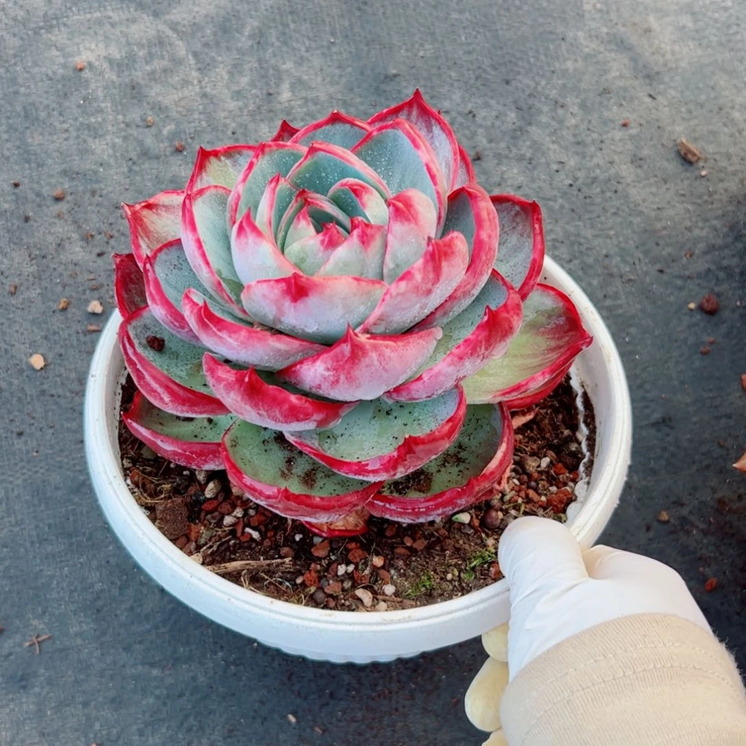 惊鸿仙子多肉植物