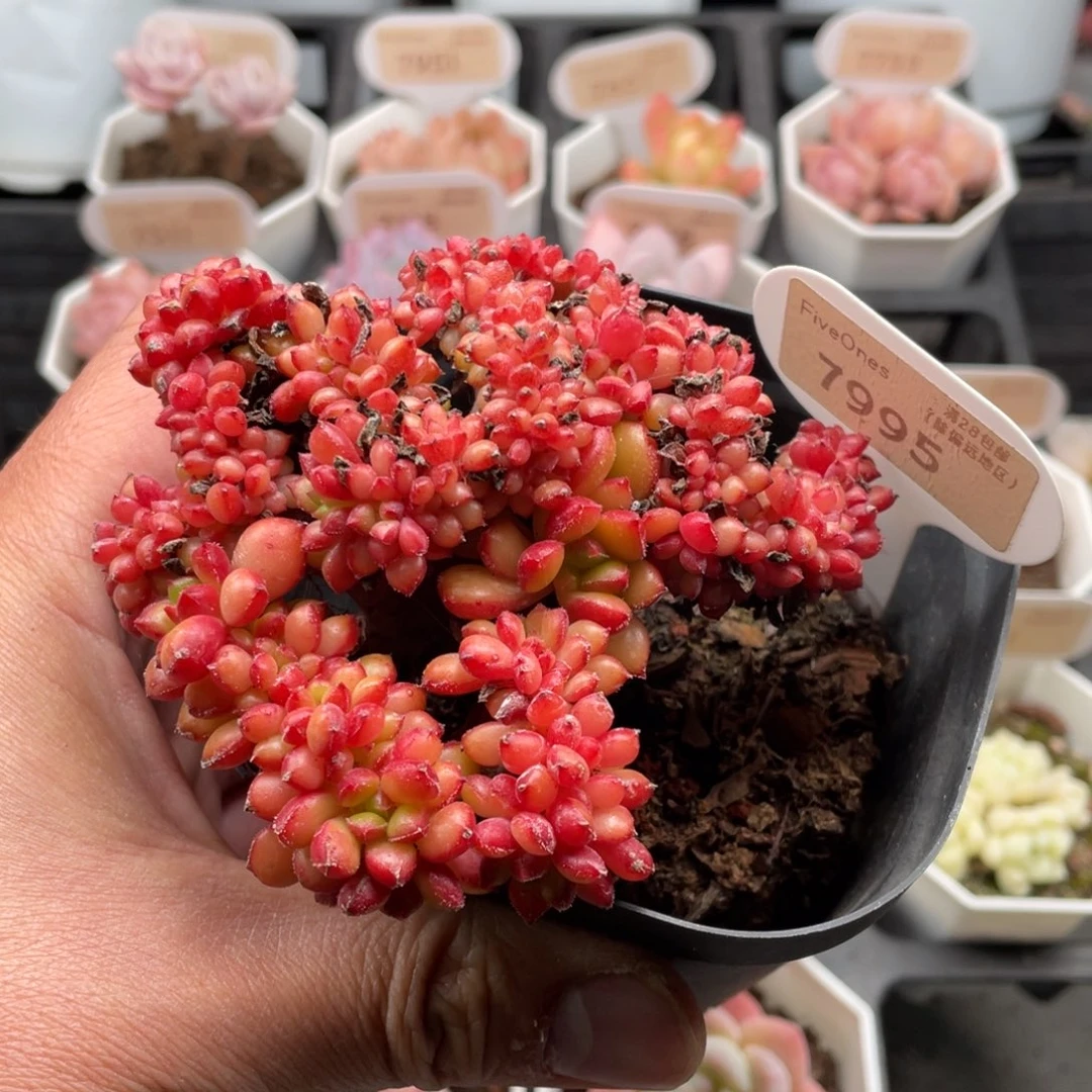 红唇缀7995-9.5厘米