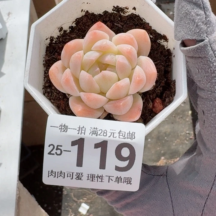 白桃汽水无盆土发货无盆土