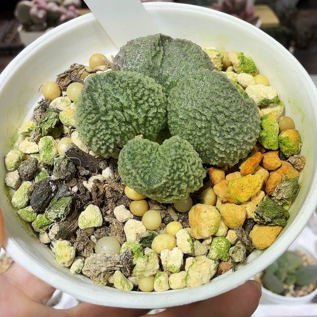 实生新品水泡多肉植物