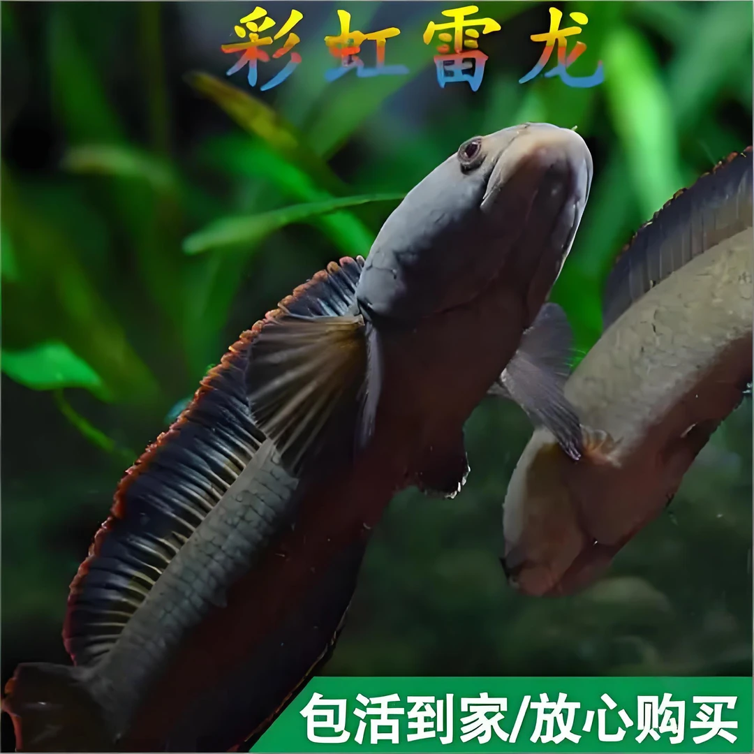 南鳢七彩彩虹雷龙鱼冷水淡水活体凶猛观赏鱼黑虎鱼