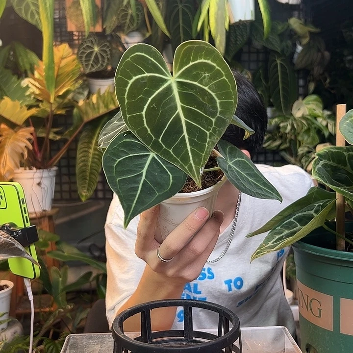 金***恋完全开放一物一拍J197