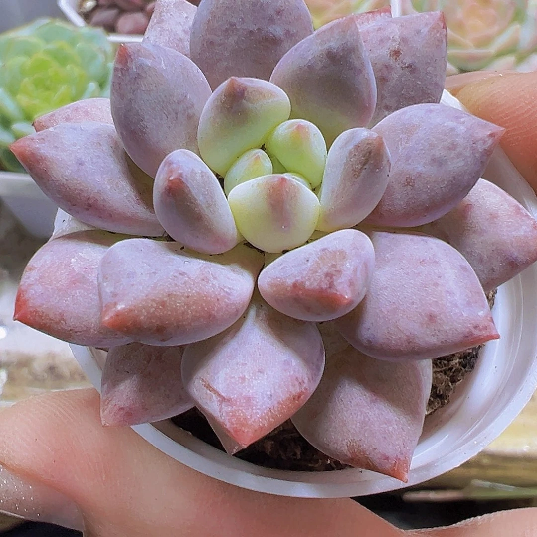 半夏19包邮多肉植物