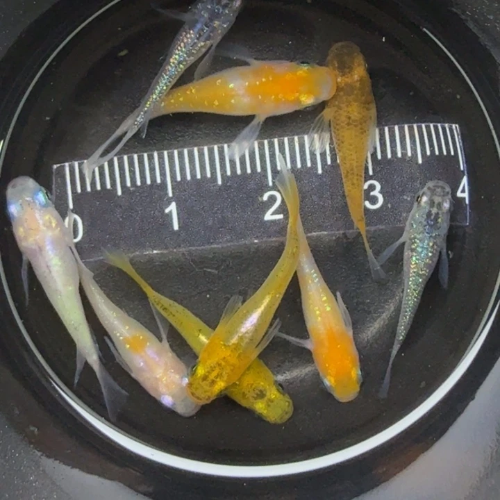 青鳉鱼短球体混搭27号