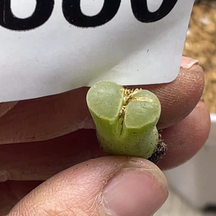 完全开放880佛肚母本