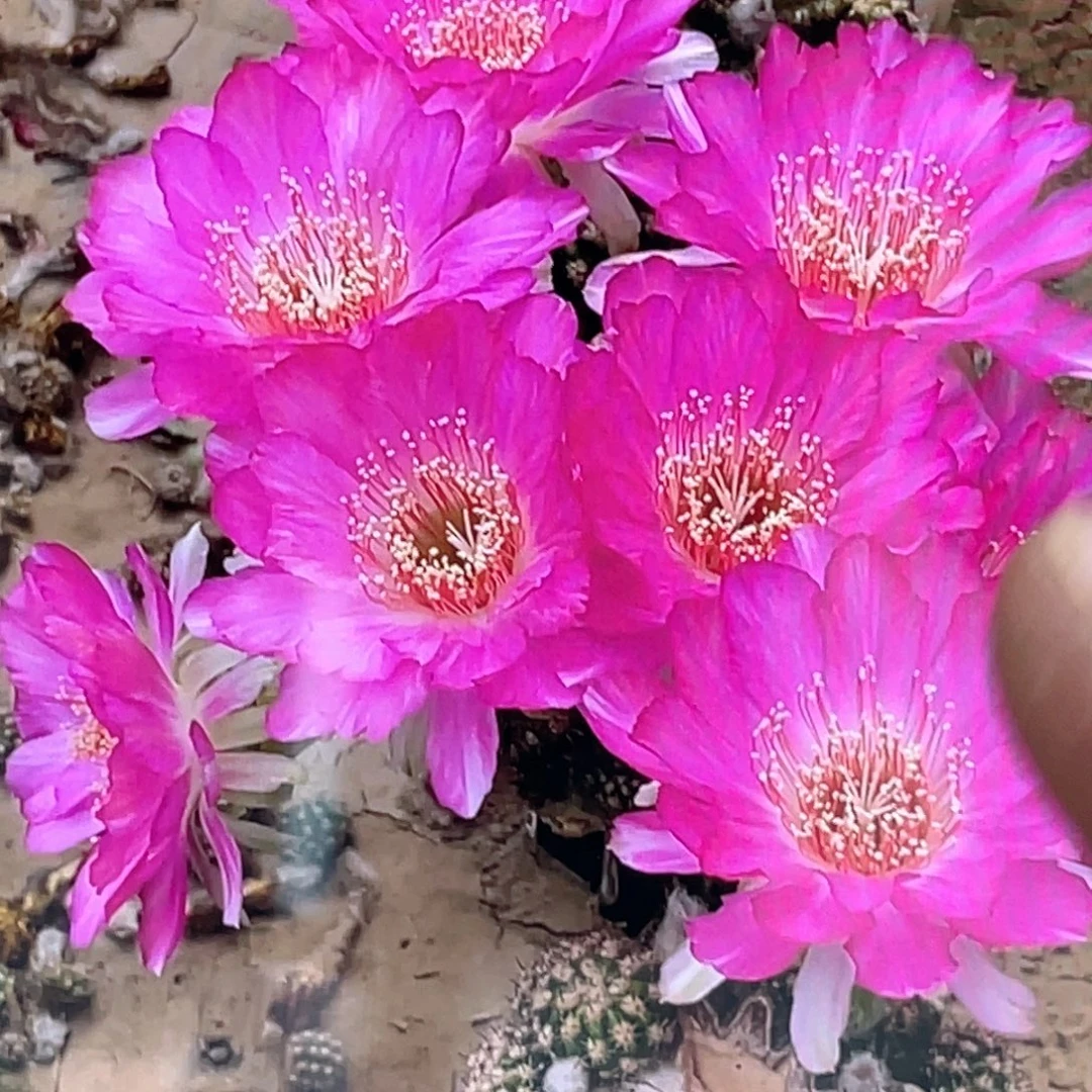 丽花 红婵侧芽 歪 满20包邮4公分