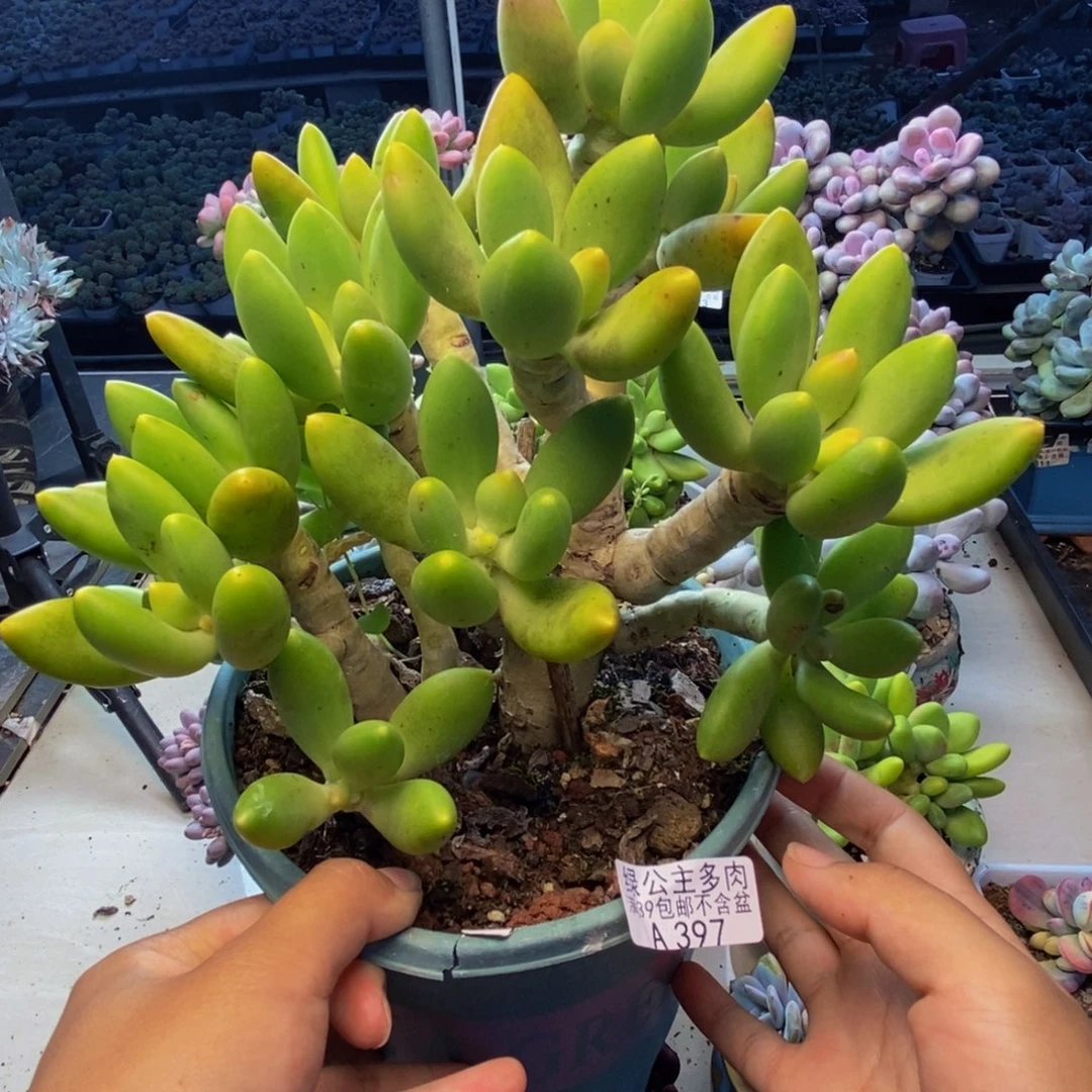 397金蟾芒果奶多肉17cm