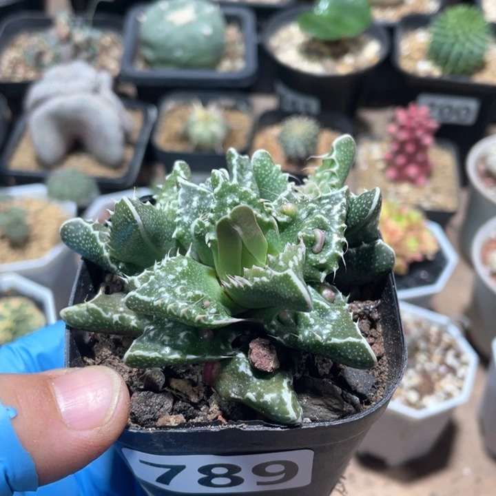789大油怒涛植物
