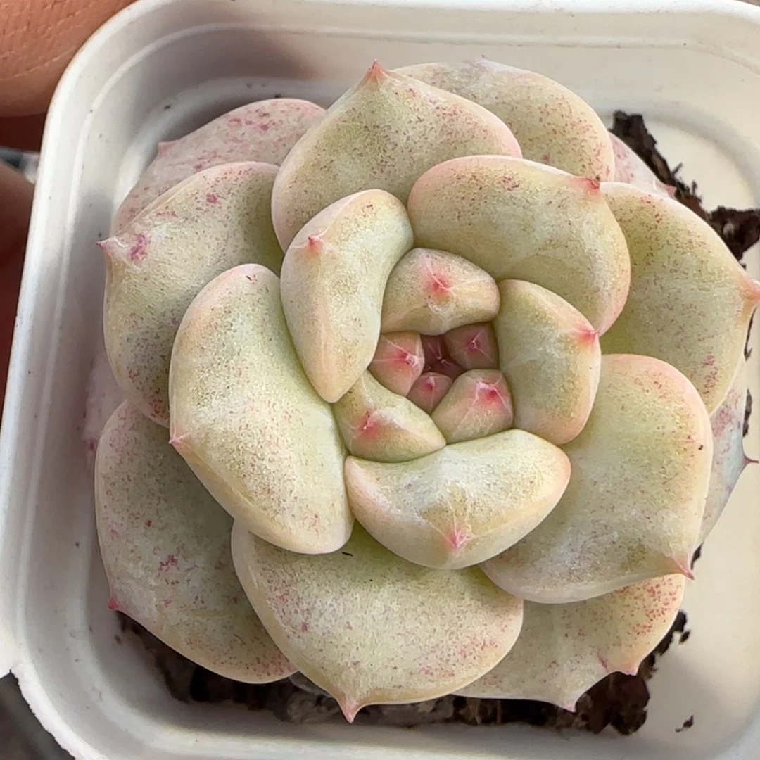 多肉小卡拉米糖心一物一拍