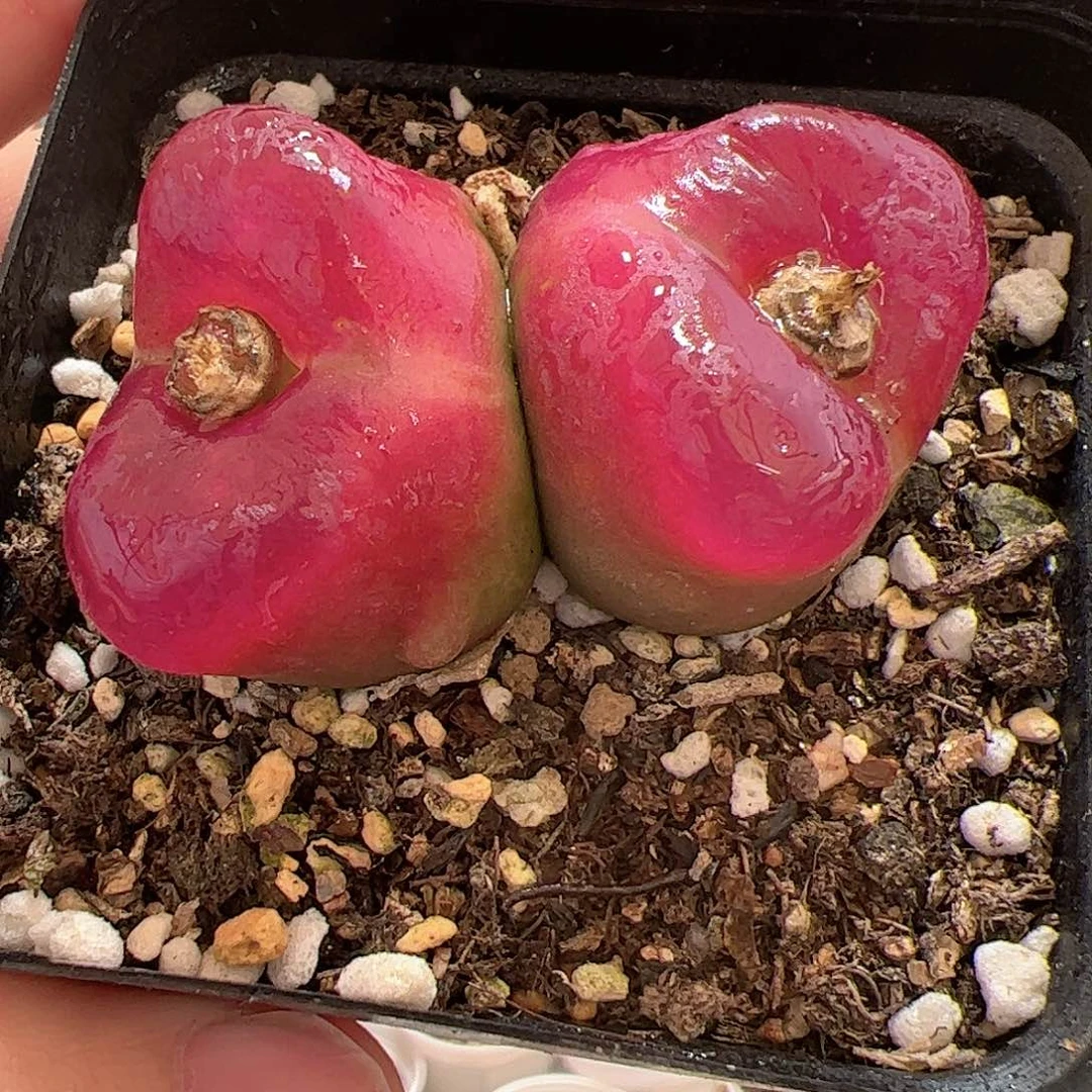 【闪购商品】79 双头大毛