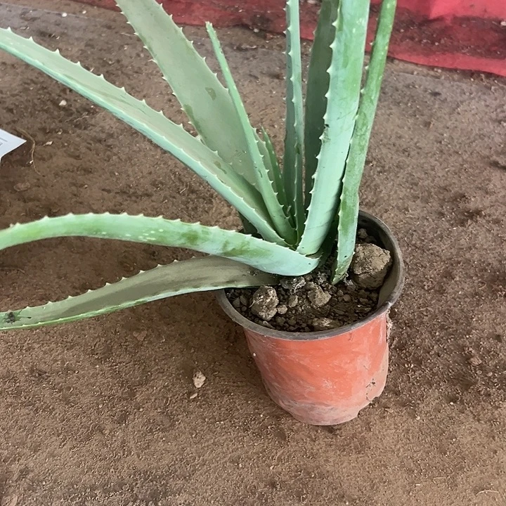 无花朵2盆芦荟，带盆带土发货，送2袋肥料