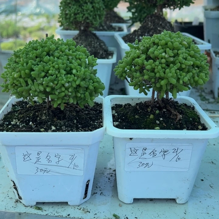 这***字老桩金橘蜜橘带盆带土发